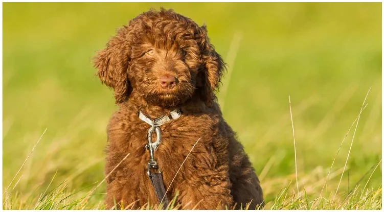 A Chocolate Labradoodle sitting on a field of grass