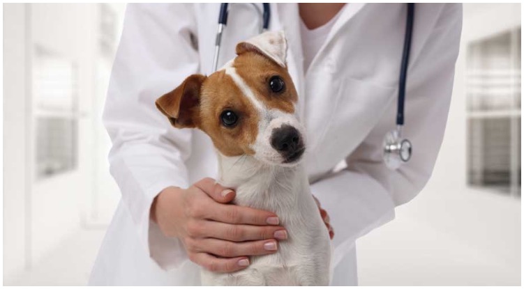 DHPP Vaccine For Dogs: What Is It?
