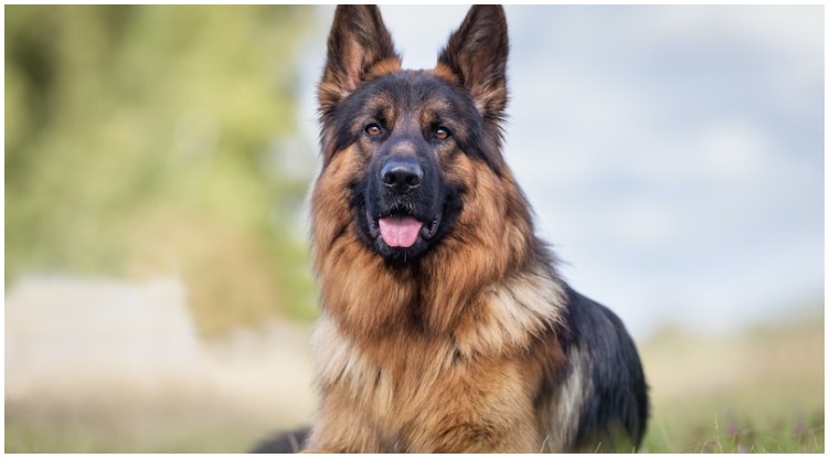 Dog owner asking himself Do German Shepherds Shed