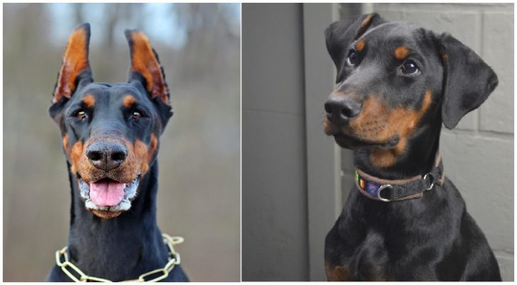 Doberman Uncropped Ears: Better Or Worse?