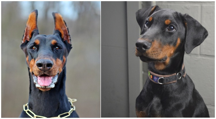 Doberman with cropped ears and another Doberman with uncropped ears that are floppy
