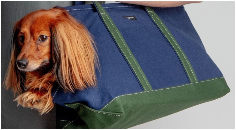 A dog just enjoying his time in a dog purse