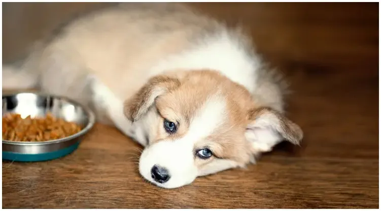 Concerned dog owner asking himself how long can a dog go without food