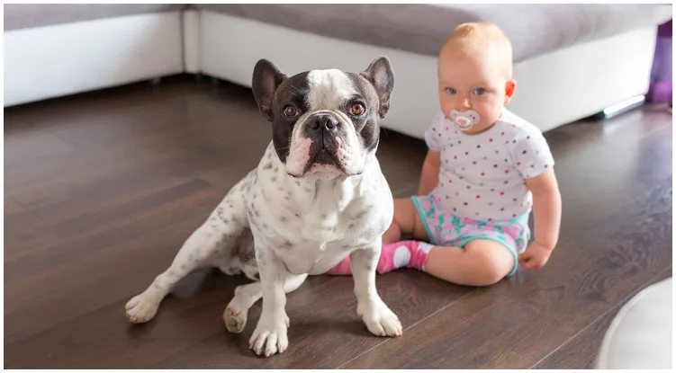 Toddler and frenchie next to one another 