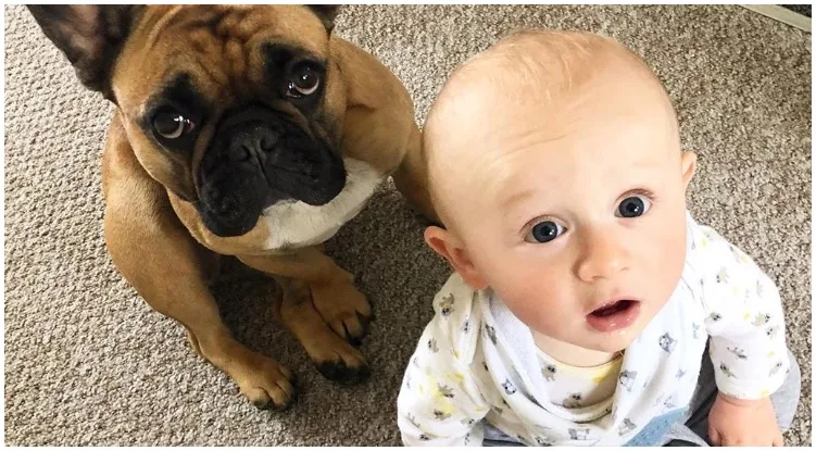 A toddler baby and french bulldog next to one another 