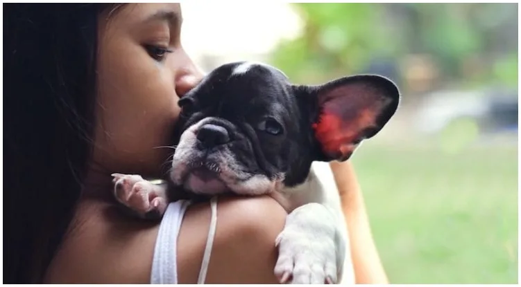 A French Bulldog smelling his owner
