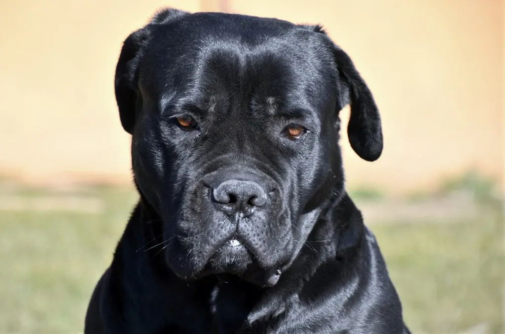 A fully black Cane Corso that meets the requirements of the American Kennel Club AKC is pretty rare to find. 