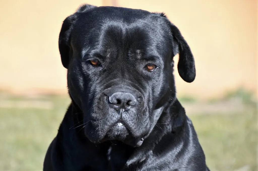 Cane Corso Blue: The Rare And Mystery Cane Corso