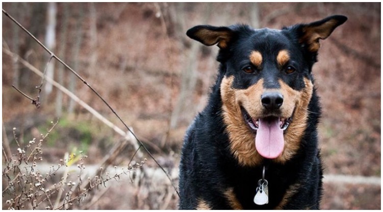 The Rottweiler and German Shepherd mix is a well rounded and happy dog