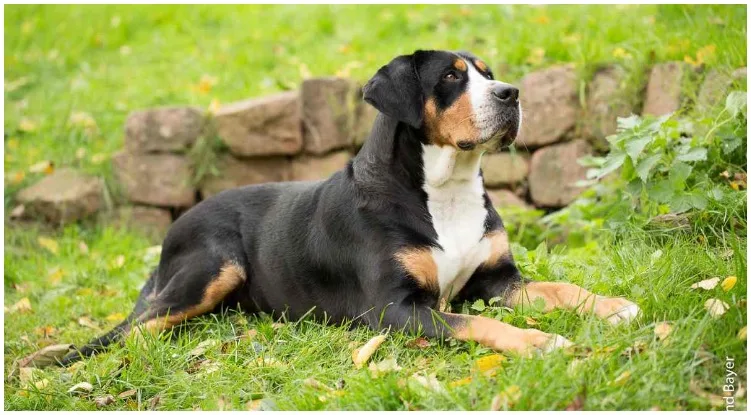 A Golden Mountain Dog laying on a grass field