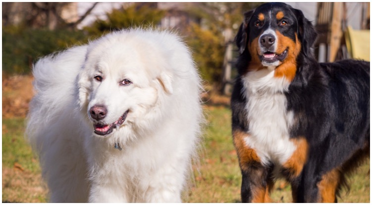 The Great Pyrenees Bernese Mountain Dog is a large and friendly family dog