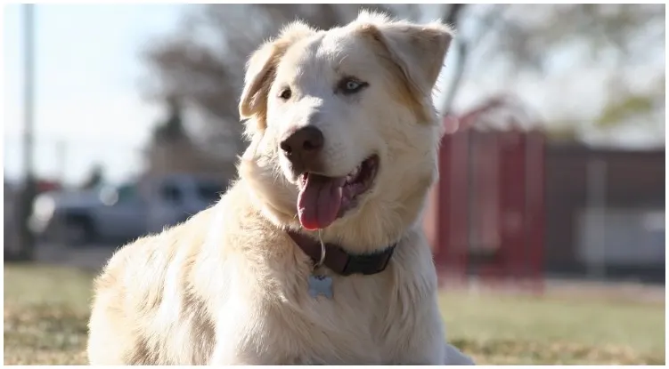 A mixed breed dog smiling at the camera 