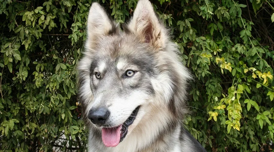 The Siberian and Alaskan Huskies already look a bit like wolves, so it’s not that difficult to predict what the Husky Wolf Mix might look like.