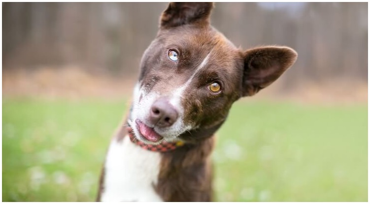 A perfect Pitbull husky mix is friendly and loyal, with a desire to protect his family.