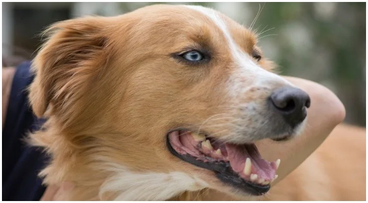 The Labrador Husky mix is an energetic and loyal dog