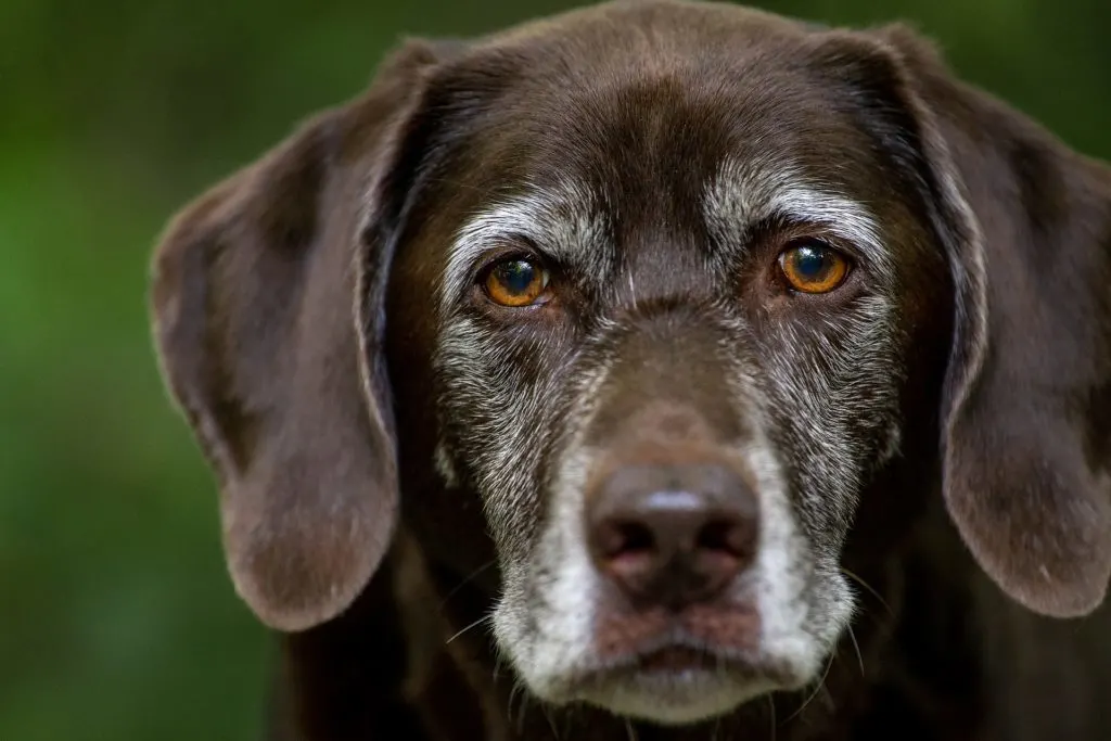 Both Labradors and Great Danes have a lot of the same personality traits.