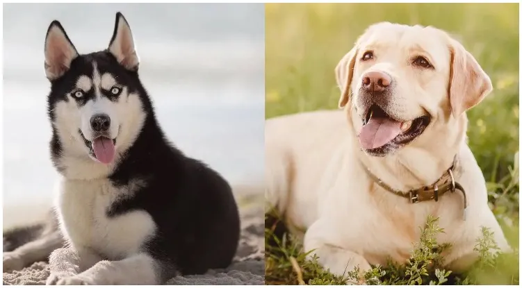 What is the Labrador Husky Mix and how do they act