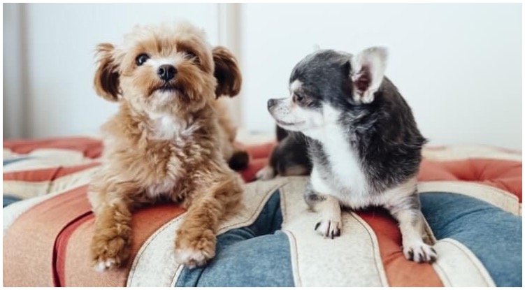 A Chihuahua Poodle mix is often better handled than its parent breeds.
