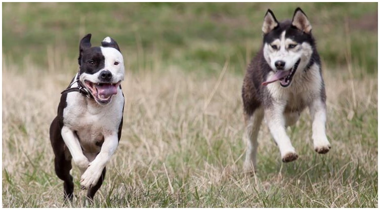 Both pit bulls and huskies can be a lot of work, therefore your hybrid is no different.