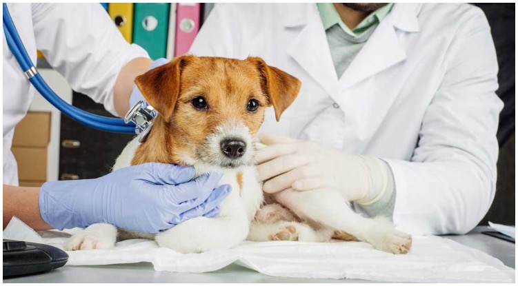 Pneumonia In Dogs: What To Know