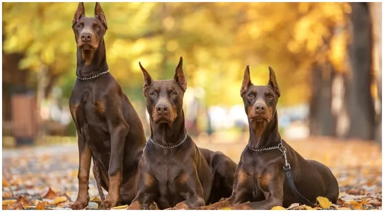 Red Doberman is a dog breed with a lot of good qualities