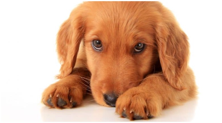 Why Golden puppies are so rare and special