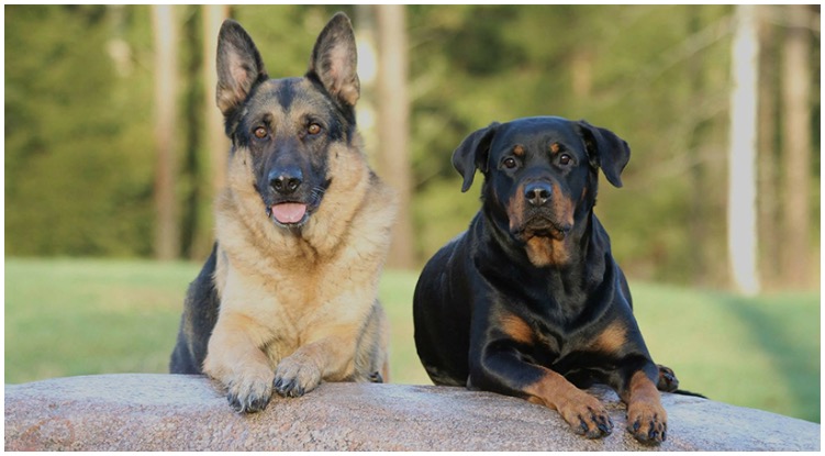 The German Shepherd Rottweiler Mix is ​​a large hybrid of the German Shepherd and the Rottweiler.