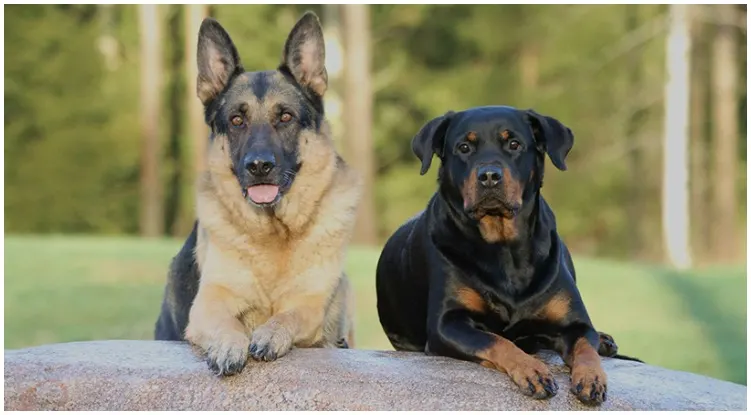 The German Shepherd Rottweiler Mix is ​​a large hybrid of the German Shepherd and the Rottweiler.