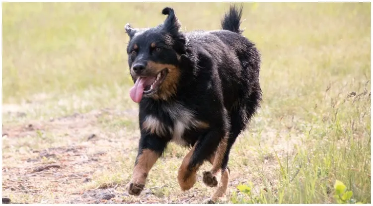 The Rottweiler and German Shepherd mix may be a guarding dog. But make sure to still protect your heart — they may steal it.