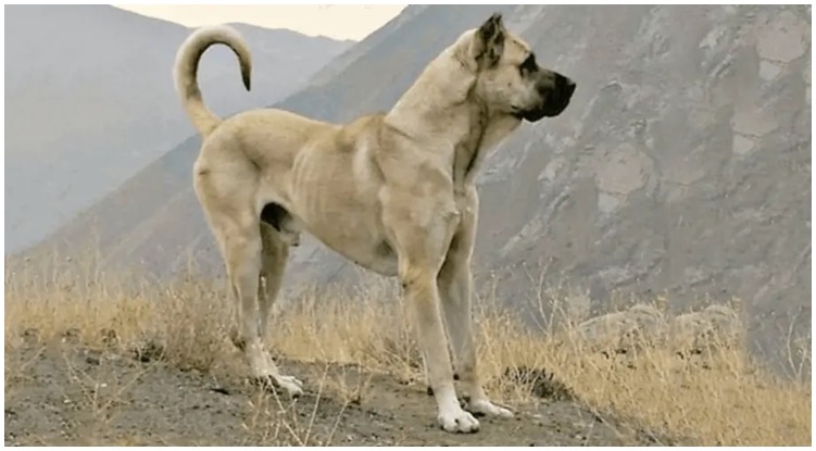 The Sarabi dog is one of the largest dog breeds out there