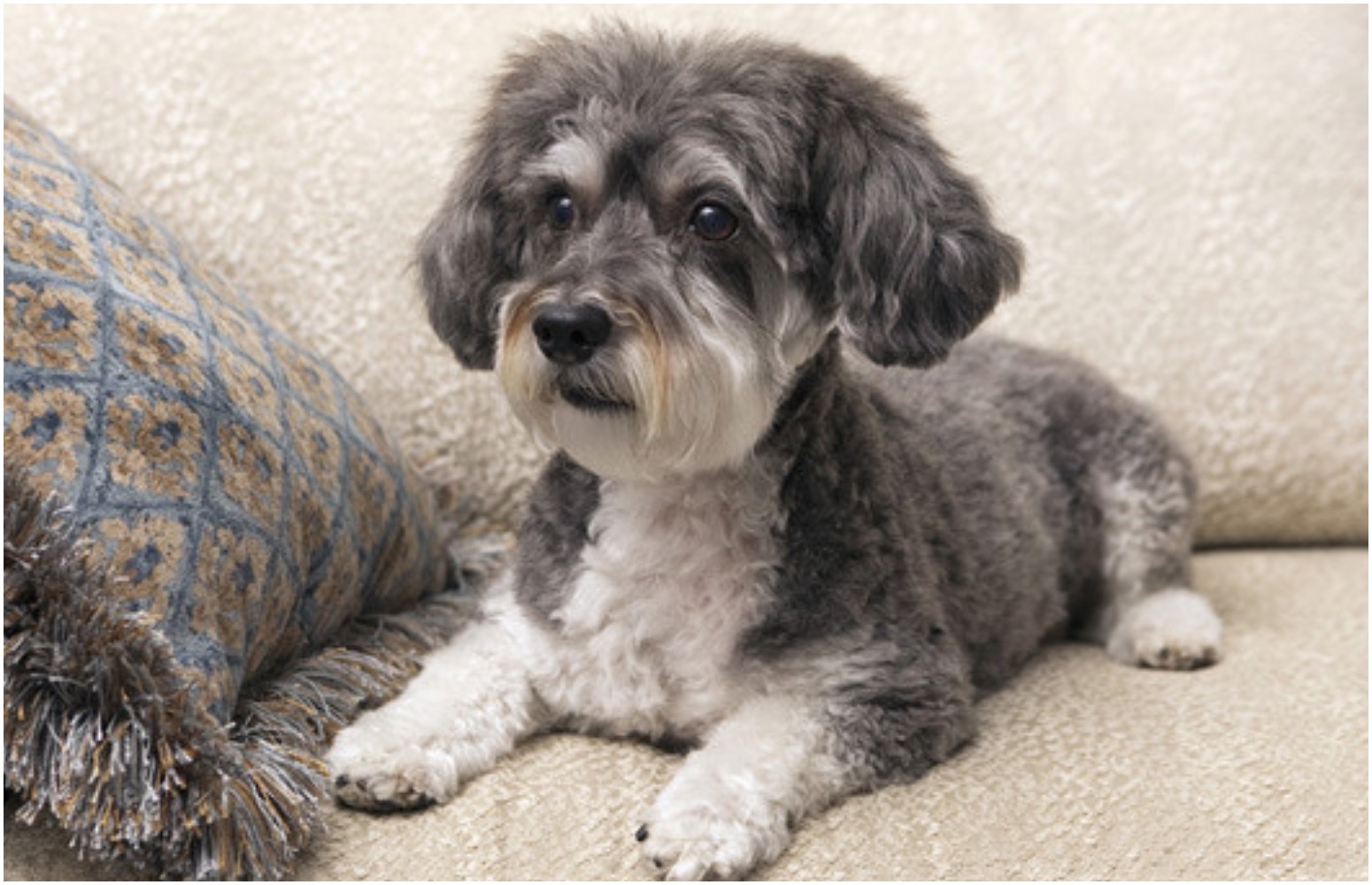 An adorable Schnauzer Poodle mix dog sitting on its owner’s couch