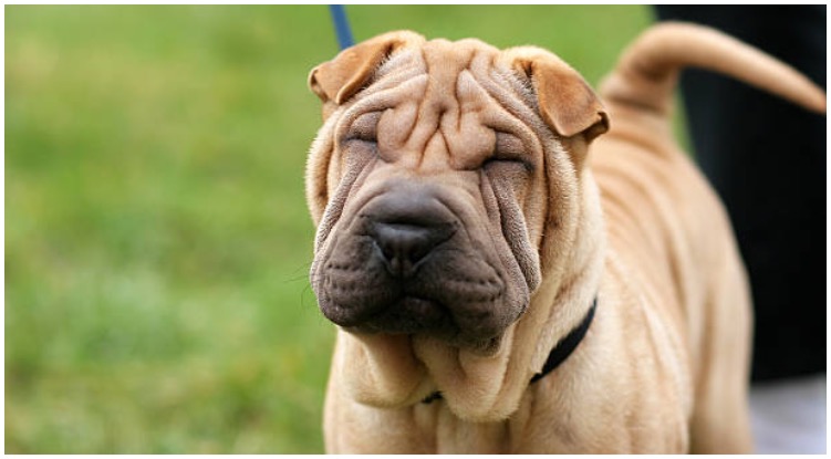 The Shar Pei dog squinting at the sun