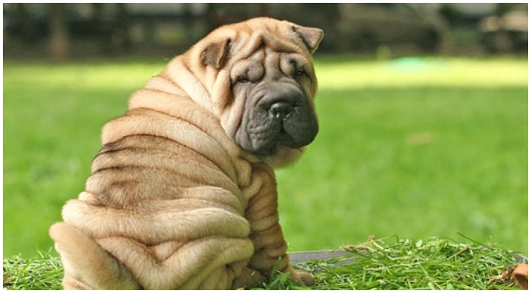 The Shar Pei dog has a lot of wrinkles on his body