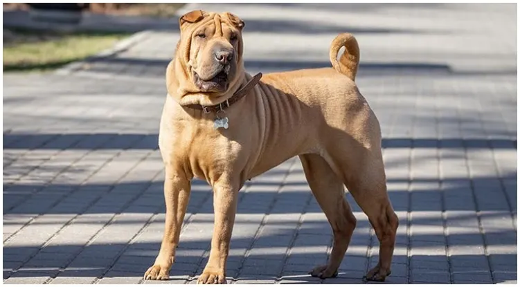 A dog standing while on a walk