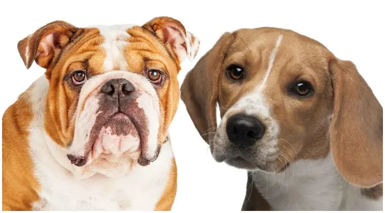 Many people ask, "What is a Beabull dog?" And "What is a Beabull Puppy?" Have you heard of Beabull - the Beagle Bulldog mix?