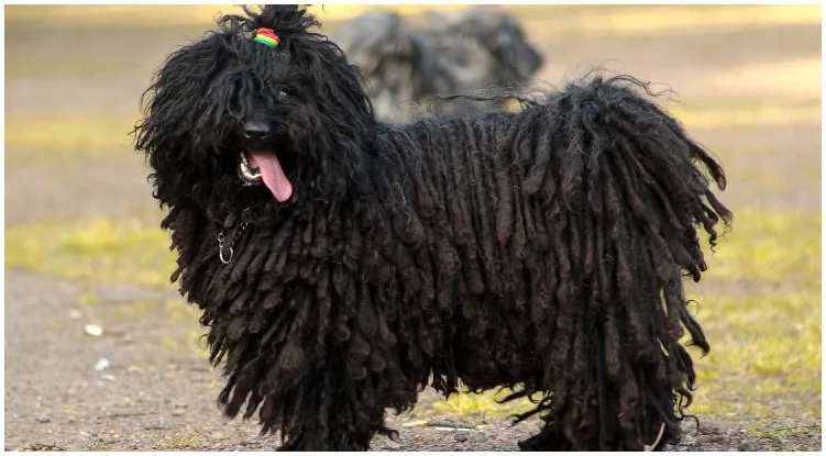 The puli dog bread known as the dog with dreads