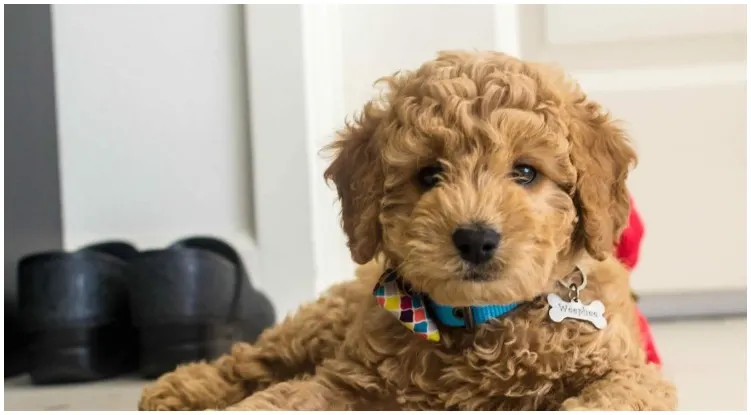 A toy goldendoodle laying on the floor