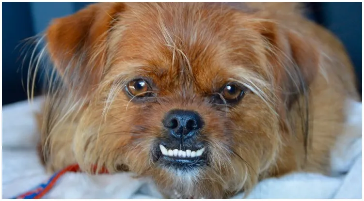 Underbite dog breeds, what it is and how to treat it