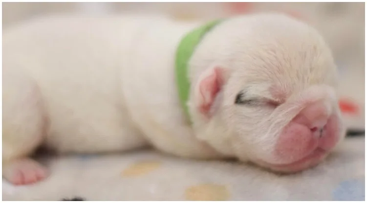 Puppy peacefully sleeping