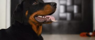 female rottweiler