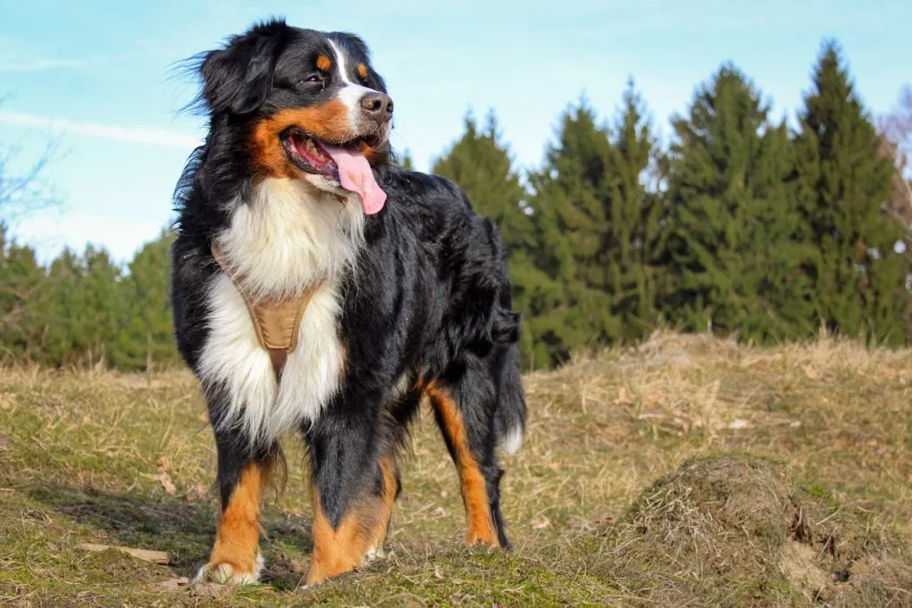 bernese mountain dog