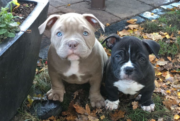 Micro Bully or Pocket Bully: Is there a difference?
