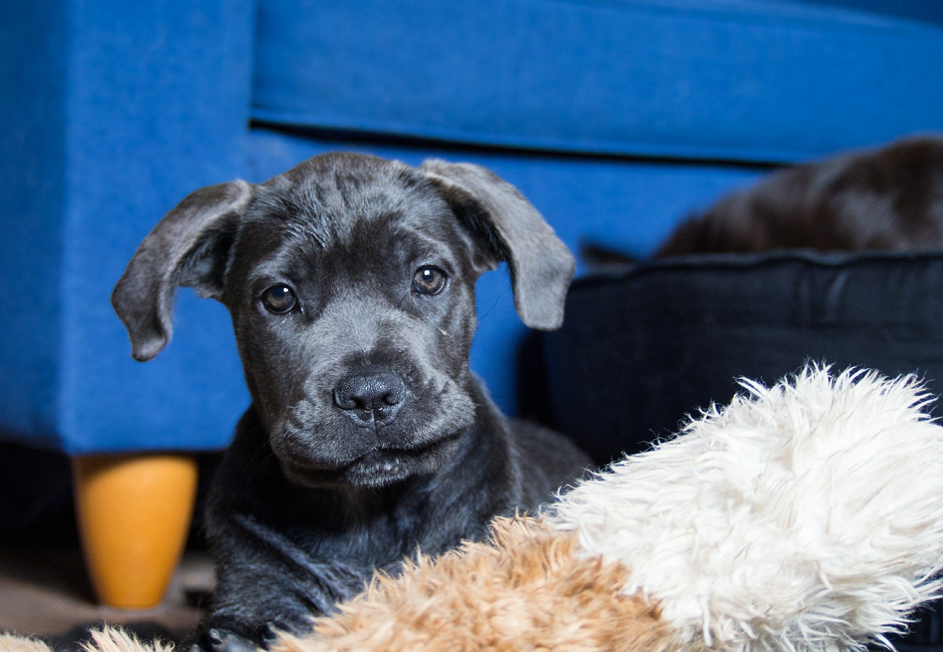 Cane Corso puppies: Taking care of them