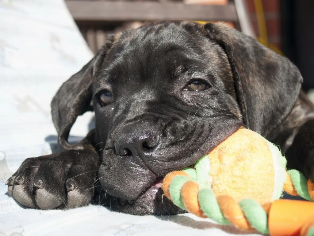 cane corso puppies