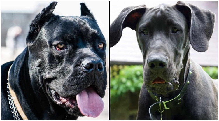 What is the Cane Corso Great Dane Mix and how do they act