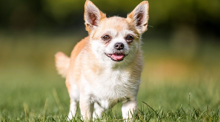 The Chihuahua Corgi mix is ​​well-behaved and very social. They are friendly and outgoing and love everyone.