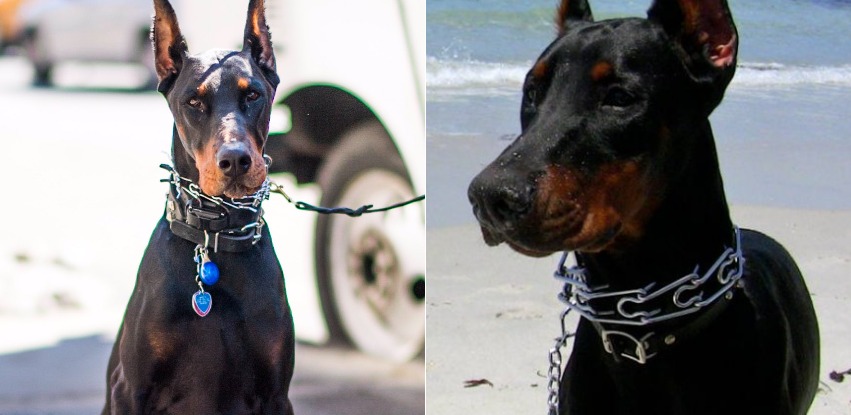 Dog Choke Collar: Are they bad for dogs?