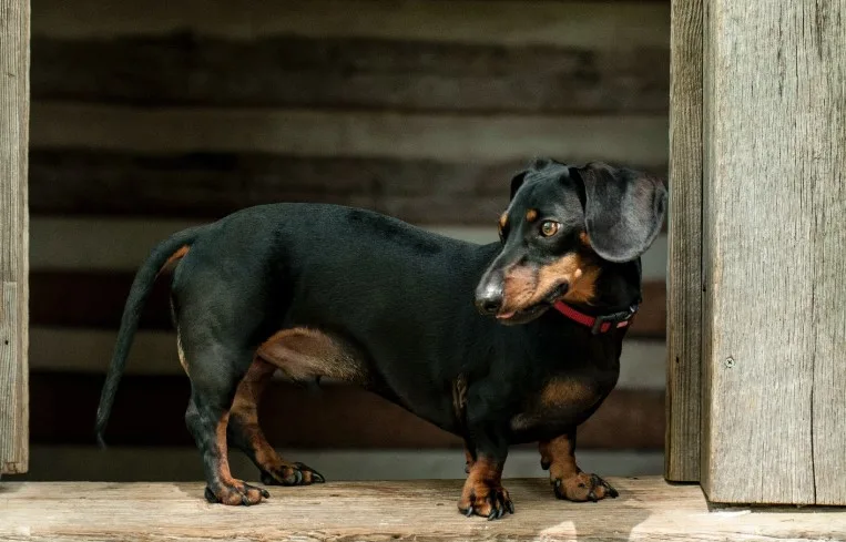 dachshund