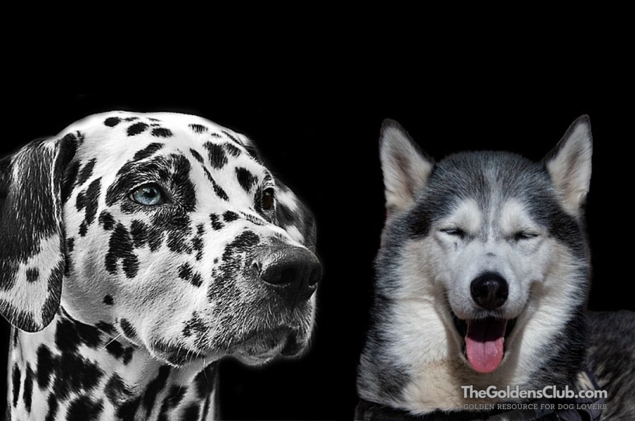 Dalmatian Husky Mix The Rare Crossbreed Guide Photos 