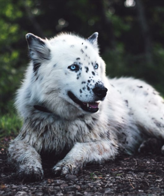 The Husky Dalmatian mix doesn’t bark, but they do howl, they get this from their Husky parent. 